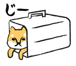 Midget Shiba sticker #1320381