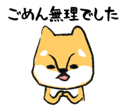Midget Shiba sticker #1320385