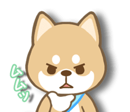 Shiba inu "Shibacchi" sticker #1325794