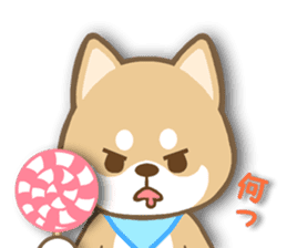 Shiba inu "Shibacchi" sticker #1325795