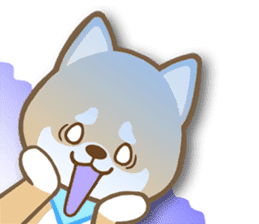 Shiba inu "Shibacchi" sticker #1325797