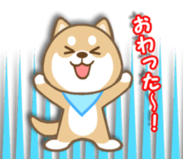 Shiba inu "Shibacchi" sticker #1325798
