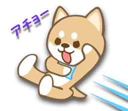 Shiba inu "Shibacchi" sticker #1325806