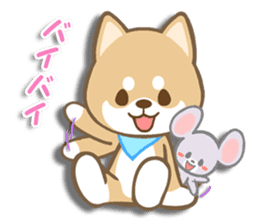 Shiba inu "Shibacchi" sticker #1325825