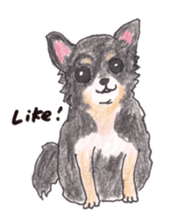 Life of Chihuahua(English) sticker #1332342