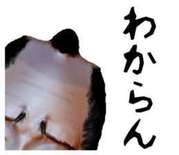 Samurai Saitama of cold feet sticker #1341221