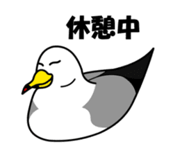 black-tailed gull sticker #1342432