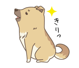 japanese so cute crosbreed Shiba dog sticker #1346213