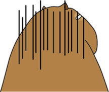 Capybara Days sticker #1350628