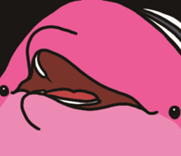 Pink Dolphin every day sticker #1382177