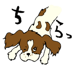 Cavalier King Charles Spaniel festival! sticker #1392012