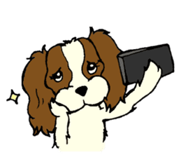 Cavalier King Charles Spaniel festival! sticker #1392017