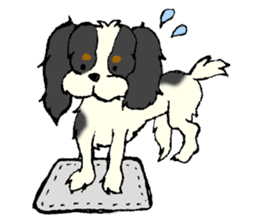 Cavalier King Charles Spaniel festival! sticker #1392048