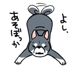 Mammals   Dog family   Shiba sticker #1393933