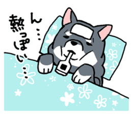 Mammals   Dog family   Shiba sticker #1393935