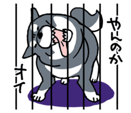 Mammals   Dog family   Shiba sticker #1393938