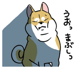 Mammals   Dog family   Shiba sticker #1393939