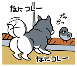 Mammals   Dog family   Shiba sticker #1393947