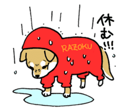 Mammals   Dog family   Shiba sticker #1393948