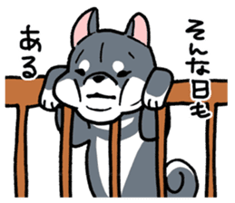 Mammals   Dog family   Shiba sticker #1393949