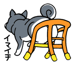 Mammals   Dog family   Shiba sticker #1393950