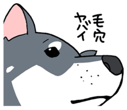 Mammals   Dog family   Shiba sticker #1393951