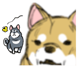 Mammals   Dog family   Shiba sticker #1393952