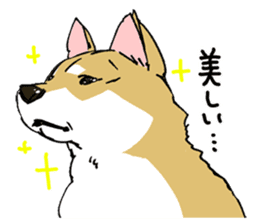 Mammals   Dog family   Shiba sticker #1393954