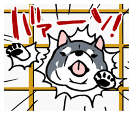 Mammals   Dog family   Shiba sticker #1393967