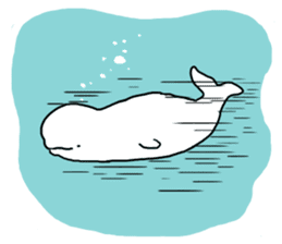 The place where the beluga lives sticker #1396595
