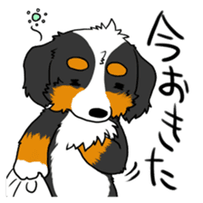 Bernese Mountain Dog Sticker sticker #1398735