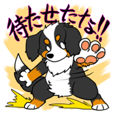Bernese Mountain Dog Sticker sticker #1398736