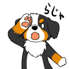 Bernese Mountain Dog Sticker sticker #1398757