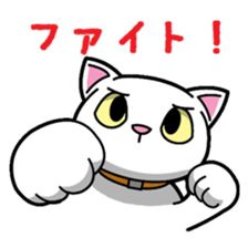 Everyday message cat sticker sticker #1427463