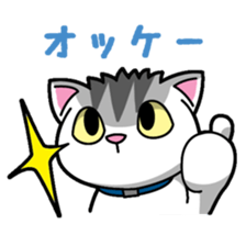 Everyday message cat sticker sticker #1427464