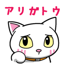 Everyday message cat sticker sticker #1427469