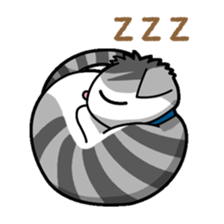 Everyday message cat sticker sticker #1427474