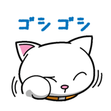 Everyday message cat sticker sticker #1427477