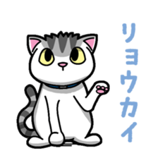 Everyday message cat sticker sticker #1427484
