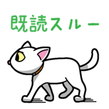 Everyday message cat sticker sticker #1427489