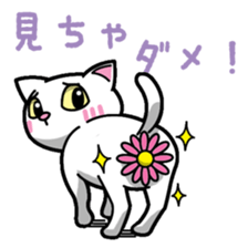 Everyday message cat sticker sticker #1427492