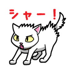 Everyday message cat sticker sticker #1427493
