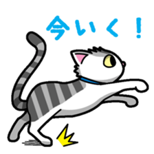 Everyday message cat sticker sticker #1427494