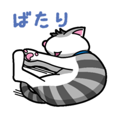 Everyday message cat sticker sticker #1427496