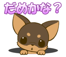 Chihuahuatan2 sticker #1430515