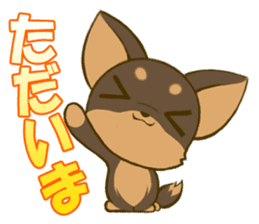 Chihuahuatan2 sticker #1430527