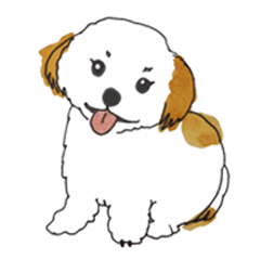 Feeling of the Shih Tzu