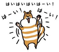 Shima-shima-chipmunk sticker #1447877