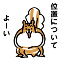Shima-shima-chipmunk sticker #1447878