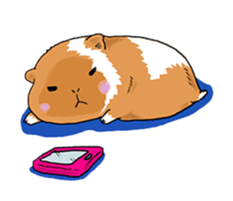 kawaii guinea pig Koo-chan sticker #1452958